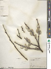 Salix alaxensis image