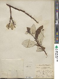 Salix alaxensis var. longistylis image