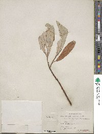 Salix alaxensis var. longistylis image