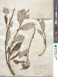 Salix alaxensis var. longistylis image