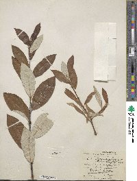 Salix alaxensis var. longistylis image