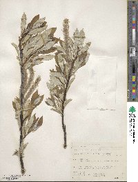 Salix alaxensis image