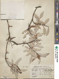 Salix alaxensis image