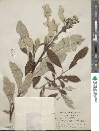 Salix alaxensis image