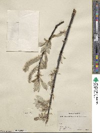 Salix alaxensis var. longistylis image