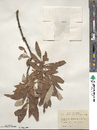 Salix alaxensis var. longistylis image