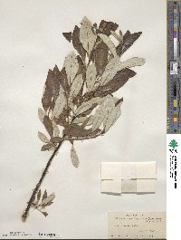 Salix alaxensis var. longistylis image