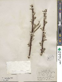 Salix alaxensis var. longistylis image