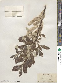 Salix alaxensis var. longistylis image