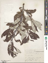 Salix alaxensis image