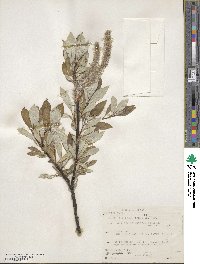 Salix alaxensis var. longistylis image