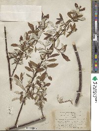 Salix alaxensis var. longistylis image