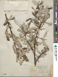 Salix alaxensis var. longistylis image