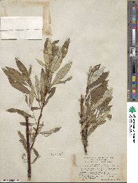 Salix alaxensis image