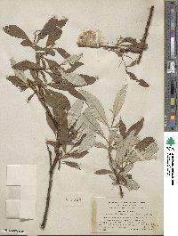 Salix alaxensis var. longistylis image