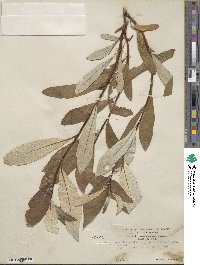 Salix alaxensis image