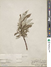 Salix alaxensis image