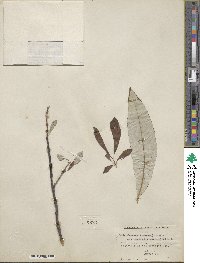 Salix alaxensis image