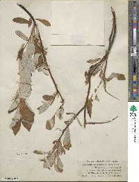 Salix alaxensis var. longistylis image