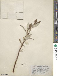 Salix alaxensis image