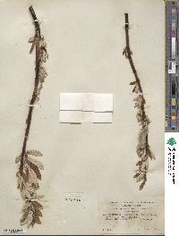 Salix alaxensis var. longistylis image