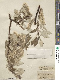 Salix alaxensis image