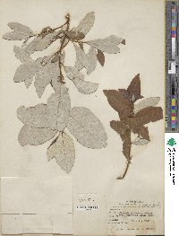 Salix alaxensis image