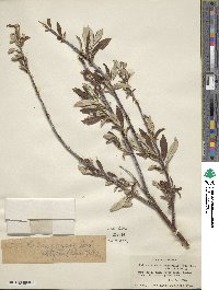 Salix alaxensis image