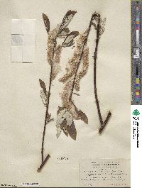 Salix alaxensis var. longistylis image