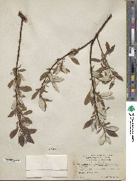 Salix alaxensis var. longistylis image