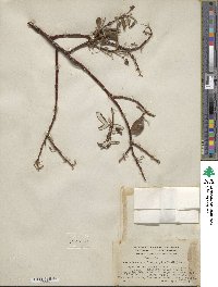 Salix alaxensis var. longistylis image