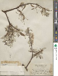 Salix alaxensis var. longistylis image