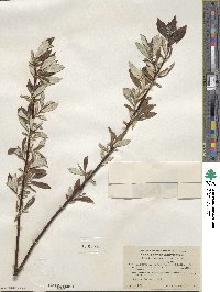 Salix alaxensis var. longistylis image