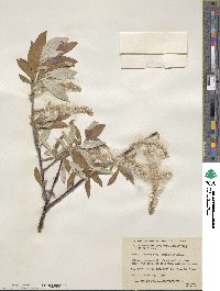 Salix alaxensis image