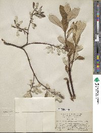 Salix alaxensis var. longistylis image