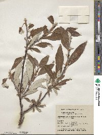 Salix alaxensis var. longistylis image