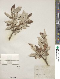 Salix alaxensis image