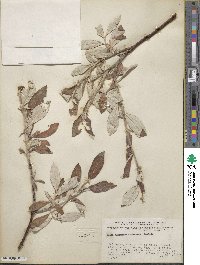 Salix alaxensis image