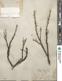 Salix alaxensis image