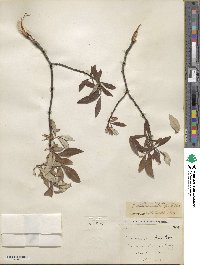 Salix alaxensis image