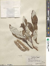 Salix alaxensis image