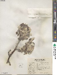 Salix alaxensis image