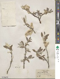 Salix alaxensis image