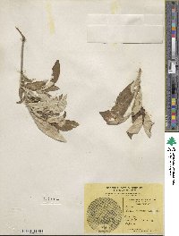 Salix alaxensis image