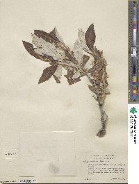 Salix alaxensis image