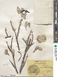 Salix alaxensis image