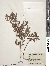 Salix alba image