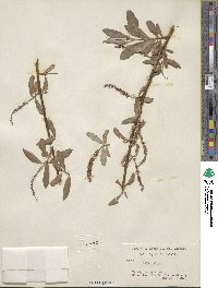 Salix alba image