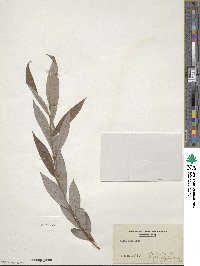 Salix alba image