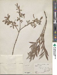 Salix alba image